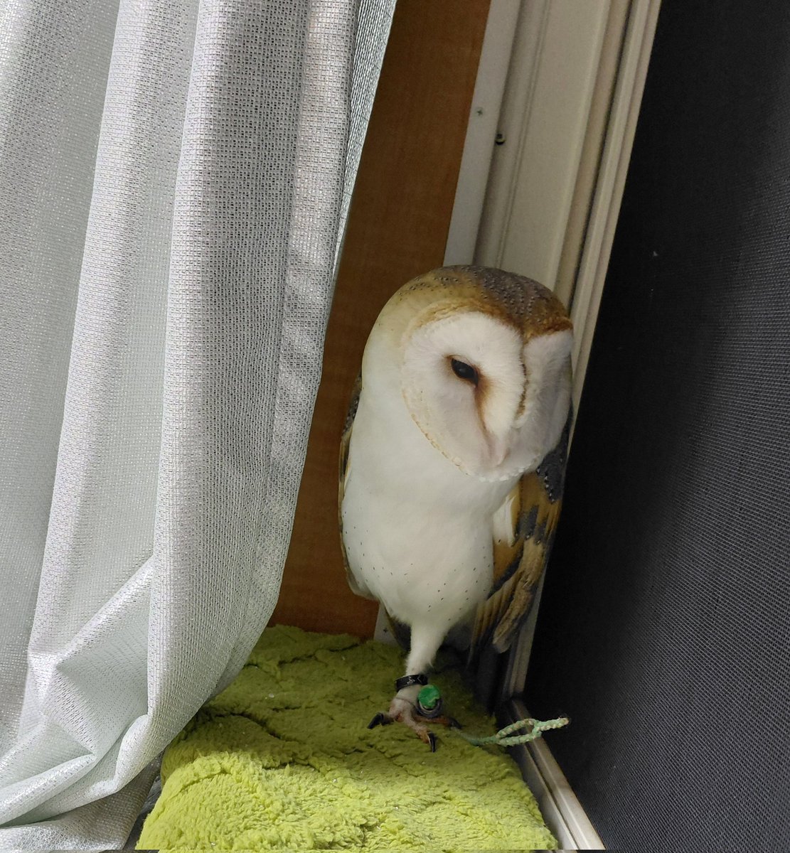UfEutXinpDk3zq2's tweet photo. 🏠お家に戻ってから
大好きだったカーテン裏に
行かなくなっていたけど…💦
今夜はカーテン裏からお外を眺めていました😢✨
🌙✨夜中はカラスは居ない
🦉よなの時間🎶また、お気に入りの場所に戻れて良かった🍀✨

#ふくろう     #カーテン裏 https://t.co/0jGUwhE4kQ