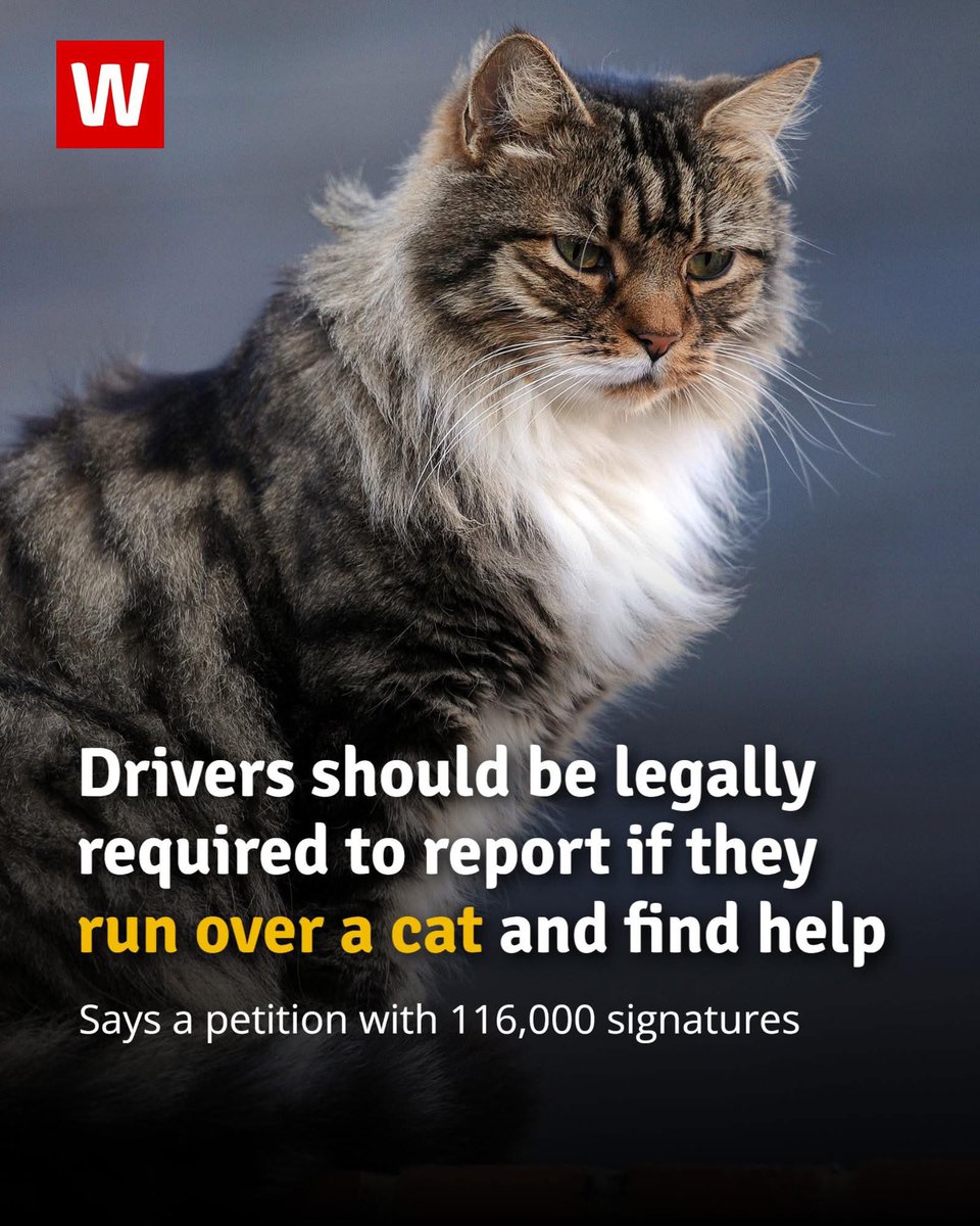 domdyer70's tweet photo. Campaigners accept that accidents sadly happen, and they don't want to penalise decent people, but they also don't want their pets to be left scared and in pain at the roadside. 😞💔

The petition reads: "It is legal in the UK to hit a cat when driving and not need to stop or report collisions, leaving them scared, alone, and in pain. Cats are important, loved, valued family members for many, and we believe the law should reflect this.

"We want the Government to legislate to require drivers to stop, check and report any road collisions with cats if they're injured on the road, and hold drivers accountable if they fail to stop and report a collision involving a cat on the basis that they left a cat to unnecessarily suffer.

"We believe asking drivers to be made responsible for seeking help for an injured cat is a perfectly reasonable and simple ask." 

#cats #driving #animalwelfare