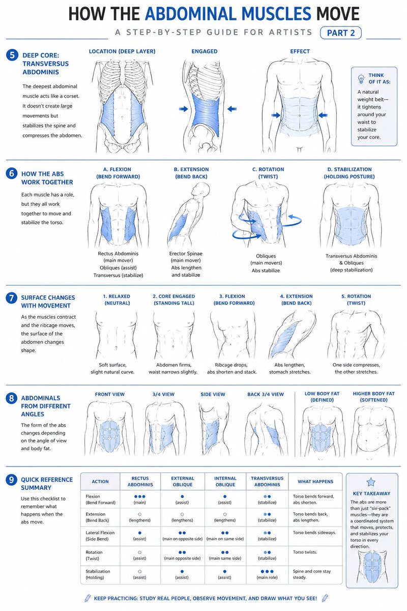 cave_mode's tweet photo. How to Draw Abdominal Muscle Moviments https://t.co/cBevkUAIrY