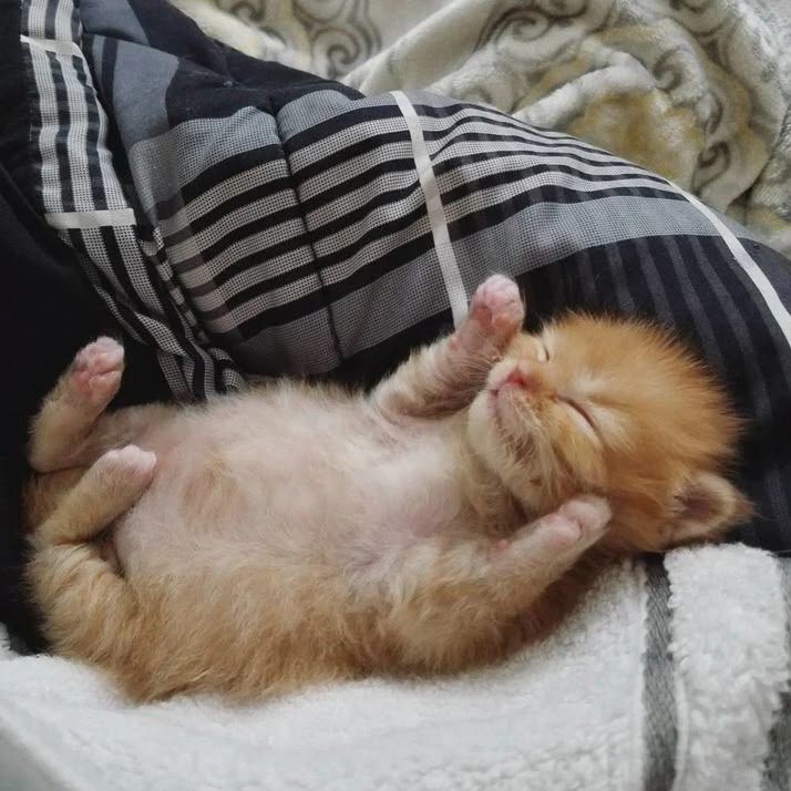 anxinmeow's tweet photo. my cat https://t.co/nGsrzHZslX