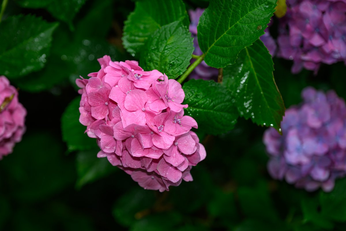 ue_mon_camera's tweet photo. 2026.06.07
雨の日の撮影体験

#紫陽花 #鶴見緑地 #雨
Camera: Nikon Z8
Lens: NIKKOR Z 24-120mm f/4 S https://t.co/QBoFcHk648