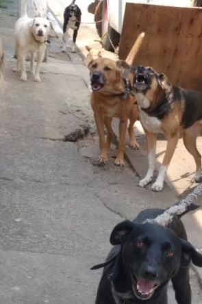 carpenteeilish's tweet photo. peguei todas as fotos q tenho dos gatinhos e cachorrinhos pra vcs verem Alguns deles

-essa tava grávida e bem magrinha na rua
-os filhotinhos
-essa foi resgatada no esgot0
-os doguinhos

Toda a AJUDA é bem vinda!!!

Pix: francisco.dgivaldo@hotmail.com 
Pix: (11)95790-1484 https://t.co/NFU6GsRSnC