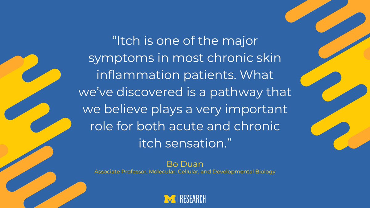 UMichResearch's tweet photo. .@UMich scientists have made a fundamental discovery about the previously hidden biology of how touch-sensitive hairs create itching sensations, opening new avenues to potentially address human health conditions characterized by persistent itchiness. https://t.co/eG0t36Fw6N https://t.co/eims5fkf5X
