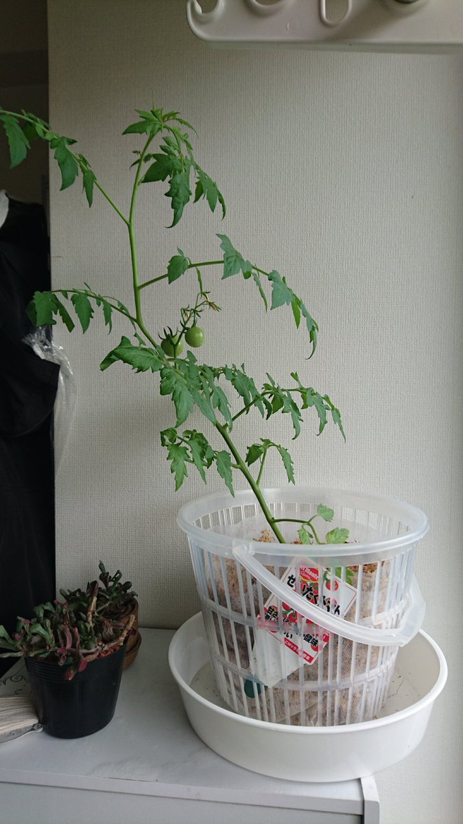 plant0202's tweet photo. 7年前に育ててたやり方を久々に。
室内でも水耕栽培でも🍅

#ミニトマトの育て方 https://t.co/rntzGQMTqS