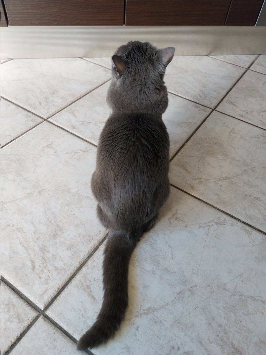 maolindas's tweet photo. 🐾Lulú è la nostra vecchietta, le vogliamo tanto bene e quando mio marito ieri la abbracciava e le dava i baci, guardandola ha visto i suoi occhi lucidi e una lacrima che scendeva, è stato commovente❤️ 
Gli animali capiscono tutto e vanno amati ancora di più quando sono fragili🤗 https://t.co/IOIh7KwWIN