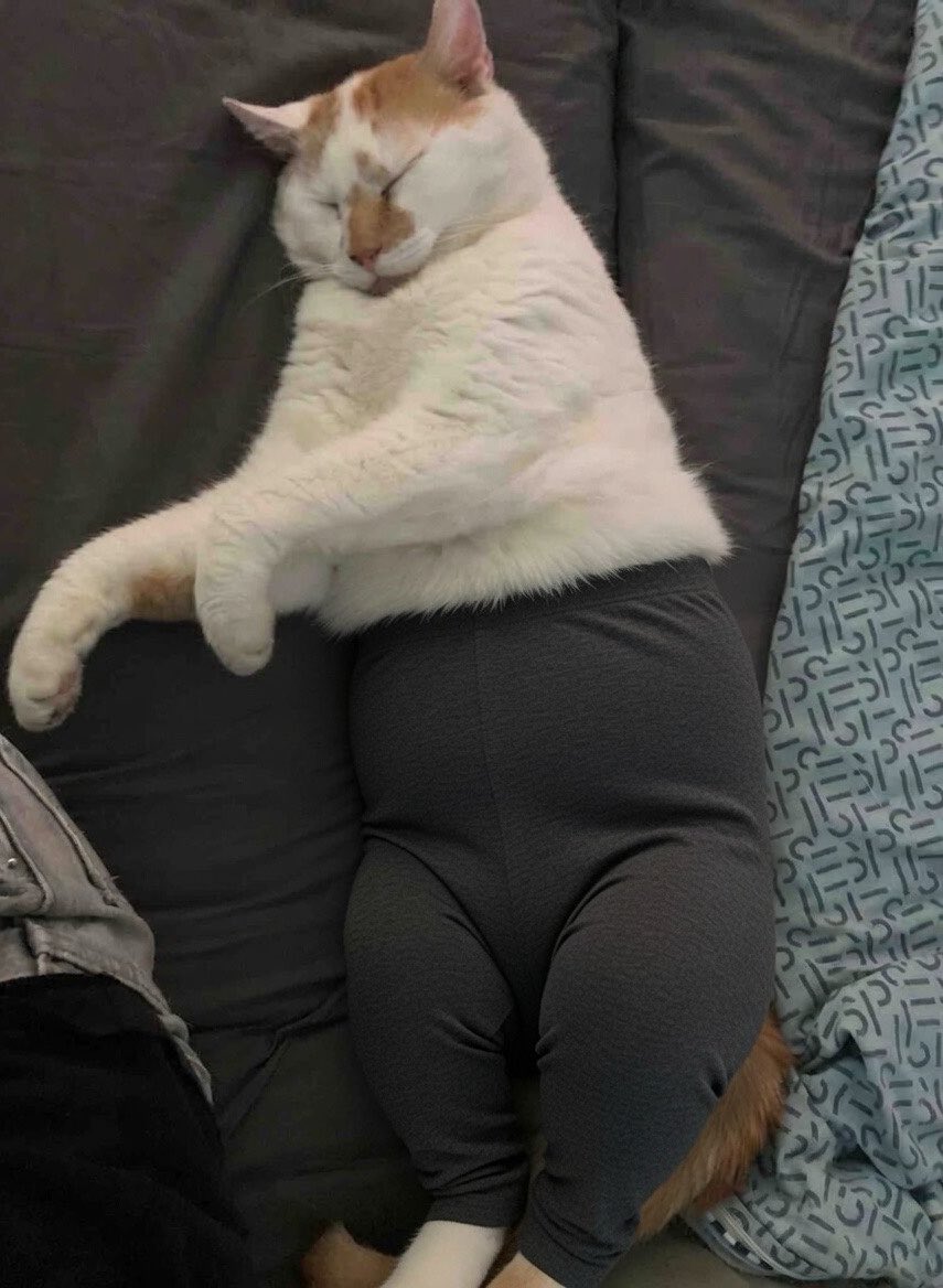 btzmdl's tweet photo. KI ist Teufelszeug. Aber nicht, wenn ich  Gustav damit eine Leggins anziehen kann 🥹 https://t.co/Ydno3uFgzl