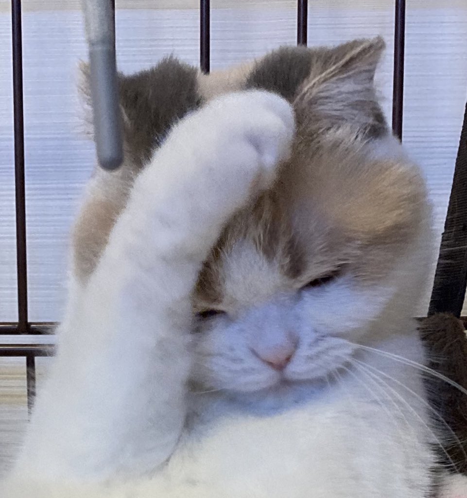 sukosukosuma's tweet photo. すまちゃん7歳のお誕生日おめでとう🎊
#今日のすまちゃん https://t.co/uAOItAUZ7C
