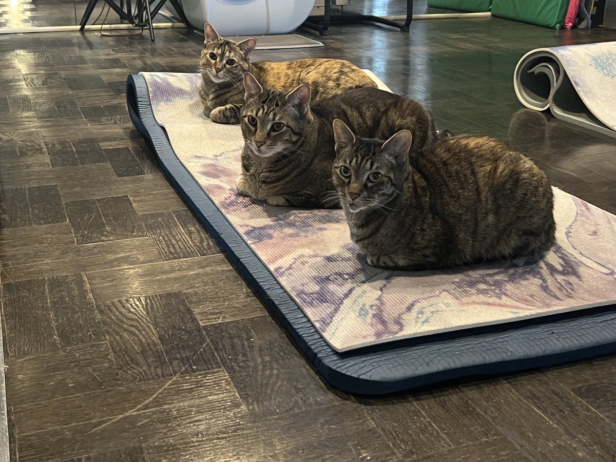 kitty_bit_games's tweet photo. "Why do you have a bunch of yoga mats? You only need one to work out."

Well.... https://t.co/lk4QHPzQKv