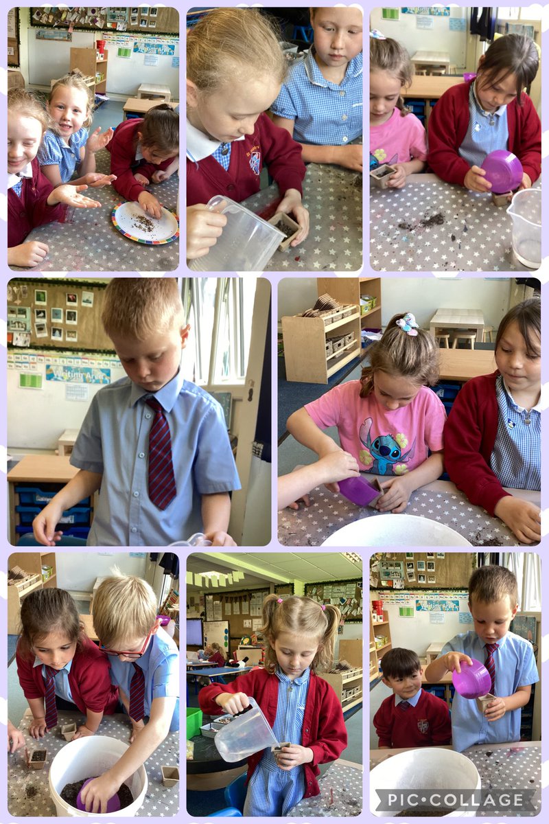 Year1withMissE's tweet photo. The children planted wildflower seeds today in our science lesson. We have spent a lot of time over the last few weeks investigating wild flowers, so the children were very excited to plants wildflowers today 💐🌼🪻 https://t.co/fXuWqVpDko