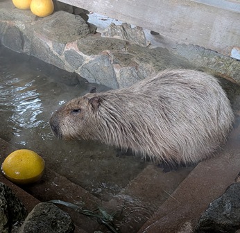capipiro's tweet photo. 打たせ湯修行を終え、

露天風呂にはいるナデシコちゃん！

(2026.01.11長崎バイオパーク) https://t.co/2iBpHoNlcm
