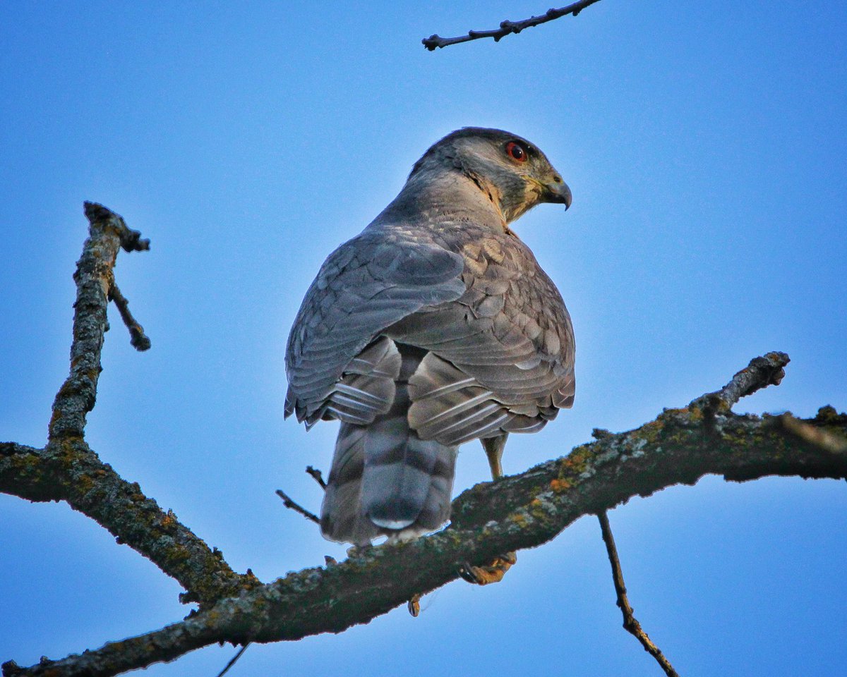 KevinHurrie's tweet photo. Cooper’s Hawk
Winnipeg, MB
06.07.26
.
#wilflife #wildlifephotography #bird #birdwatching #birdphotography https://t.co/JKKhrm3M8K