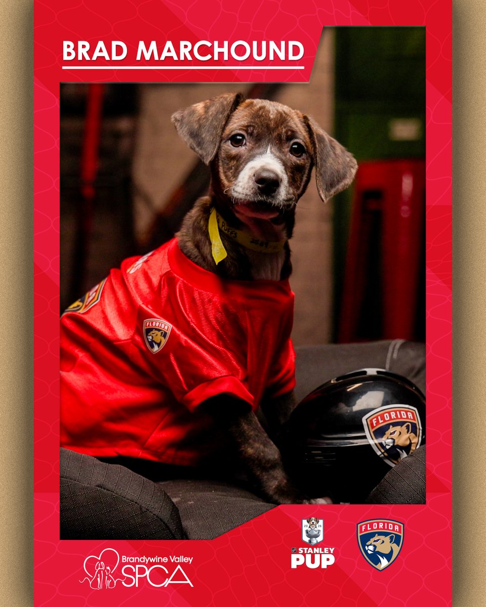 NHL's tweet photo. Introducing the Pups of the Atlantic! 🐶 #StanleyCup 

Tune in to Stanley Pup TONIGHT at 9:30p ET on @truTV and @hbomax in the U.S. or 8p ET on @Sportsnet 360 in Canada.

@HaloCollar | @BISSELLclean | @BrandywineSPCA https://t.co/Hebk5PI5eP