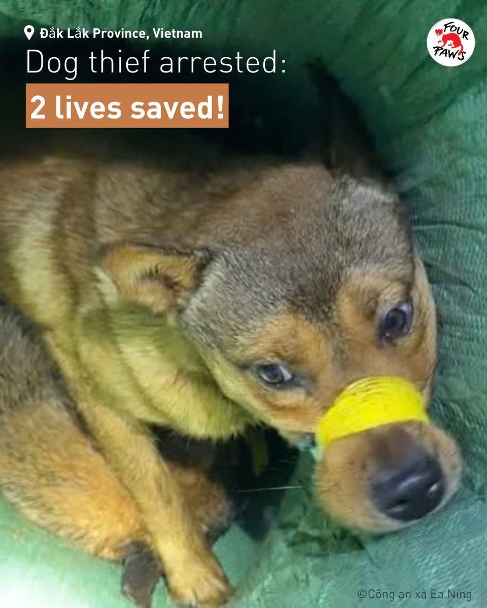 FOURPAWSUK's tweet photo. Two dogs found stuffed in a sack with their mouths taped shut. Police in Vietnam stopped suspected dog thieves carrying electric shock devices and other tools.

The dogs survived, but millions won’t. Every year, millions of dogs and cats are killed in the dog &amp; cat meat trade. 💔 https://t.co/jMtZfGlKRm