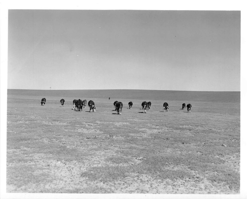 USDA_ARS's tweet photo. ARS scientists and the Collaborative Adaptive Rangeland Management (CARM) team are helping U.S. ranchers solve issues with excessive drought. Using the latest in data-driven technologies, ARS and CARM are enabling ranchers, farmers, and producers to better adapt to changes in land management practices during an era of variable weather. https://t.co/1RjYYwfAMC