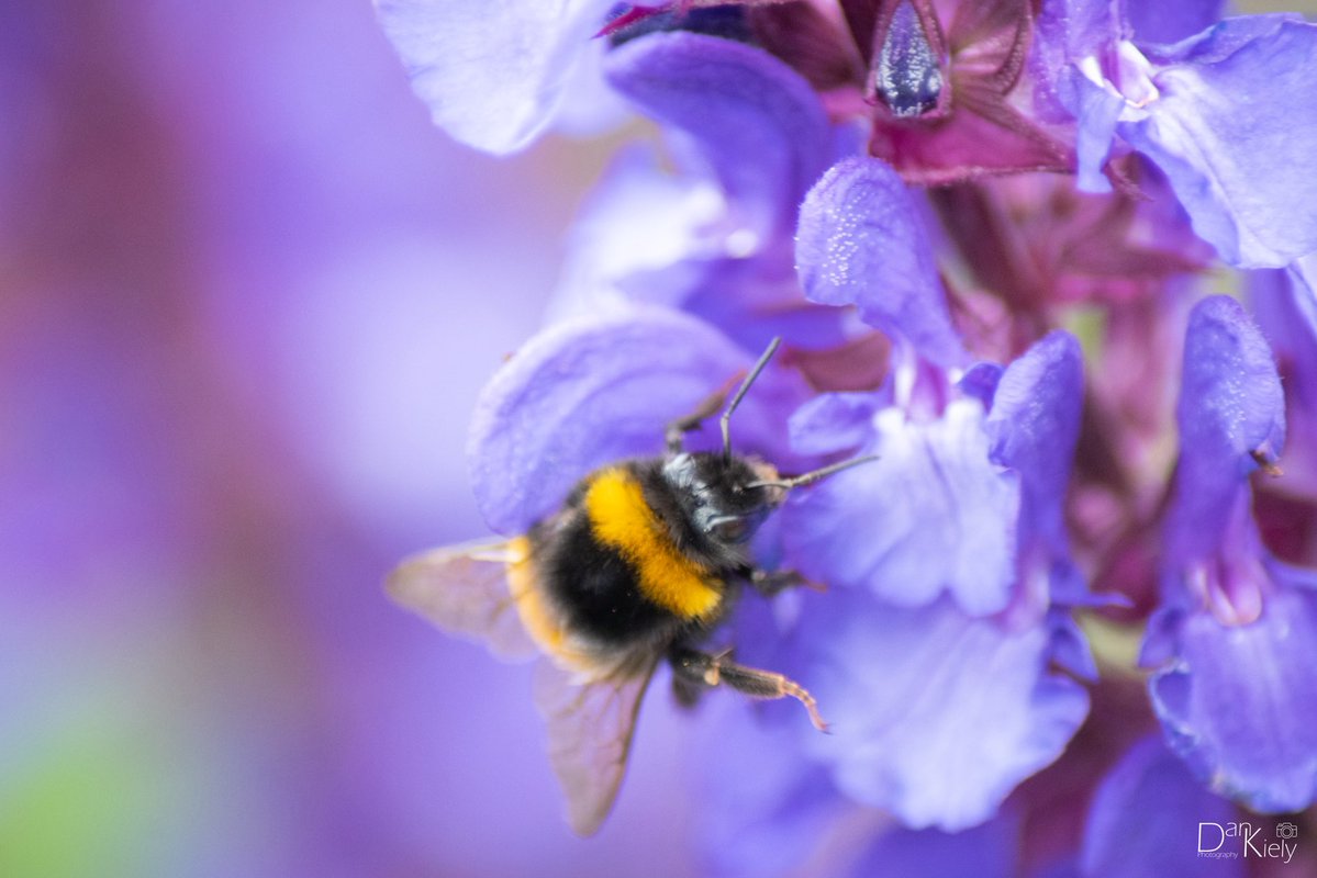DanKielyPhoto's tweet photo. Here comes the Summer - Bray, June ‘26.

#Bray #Ireland #Nature #Bees #Summer #Wicklow #Ireland #Flowers #Nectar #Garden #VMWeather #naturephotography #IrishPhotography https://t.co/gCsNoGds4f