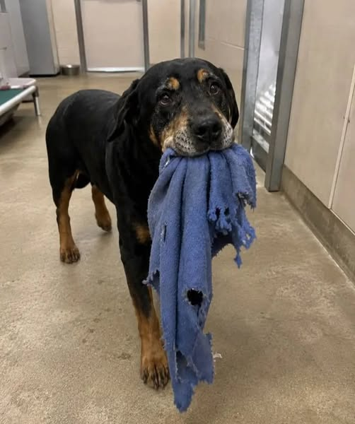 Dede38__'s tweet photo. Barınağa çok net bir planla gitmiştim. Genç bir köpek istiyordum. Belki bir yavru. Belki bir yaşında bir köpek. Kolay olacak, ağır bir geçmişi olmayan, gözlerinde acı taşımayan ve geçmişi yüzünden sonunda beni de üzmeyecek biri.
Kulübelerin arasında yürüyordum. Genç köpekler havlıyor, zıplıyor ve ziyaretçilere doğru uzanıyordu. Neredeyse yavru köpeklerin bulunduğu bölüme ulaşmıştım ki birden durdum.
En arkadaki kulübede Bruno vardı. Altı yaşında, iri bir rottweiler kırmasıydı. Yüzünde yara izleri vardı, kulaklarından biri garip bir şekilde düşüktü ve burnunun etrafındaki tüyler çoktan beyazlamaya başlamıştı. Havlamıyordu. Zıplamıyordu. İlgi istemiyordu. Sadece durup geçen insanlara bakıyordu.
Durduğumu fark ettiğinde aniden ayağa kalktı ve kulübenin arka tarafına koştu. Uzaklaştığını düşündüm. Ama ağzında bir şeyle geri döndü.
Bu eski, mavi bir battaniyeydi. Ya da daha doğrusu, battaniyeden geriye kalan şeydi: Deliklerle dolu, yıpranmış, kenarları sökülmüş bir kumaş parçası. Bruno onu dikkatlice parmaklıkların yanına bıraktı ve bana, sanki sahip olduğu en değerli şeyi veriyormuş gibi baktı.
Gülümsedim ve görevliye sordum:
“Benimle oynamak mı istiyor?”
Kadın başını salladı.
“Hayır. Bunu herkese yapıyor. Battaniyesini paylaşmayı sevmez. Ama onun elinde kalan tek değerli şeyin bu olduğuna inanıyor. Eğer onu verirse, birinin sonunda onu eve götüreceğine inanıyor.”
Kalbimin sıkıştığını hissettim.
Meğer Bruno neredeyse beş yıl boyunca bir aileyle yaşamış. Onu yavruyken sahiplenmişler. Çocuklarla birlikte büyümüş, evin içinde uyumuş, aileyle seyahatlere gitmiş. Ama sonra aile taşınmış ve büyük bir köpeğin artık onlar için uygun olmadığına karar vermiş. Onu bir torba mama, birkaç belge ve bu battaniyeyle birlikte barınağa bırakmışlar.
Battaniye, yavruluğundan beri onunlaymış. Eski hayatından kalan son parçaymış.
İlk günlerde Bruno neredeyse hiç yemek yememiş. Sadece battaniyeyi bir yerden başka bir yere taşımış, üzerinde uyumuş ve burnunu kumaşa gömmüş. Sonra her ziyaretçi geldiğinde battaniyeyi kulübenin kapısına getirmeye başlamış. Oyun oynamak için değil. Dikkat çekmek için değil. Sanki sahip olduğu her şeyi insanlara sunuyor ve sonunda birinin onu seçmesini umut ediyormuş gibi.
Tam o sırada çocuklu bir aile yaklaştı. Bruno canlandı, battaniyesini aldı ve parmaklıklara doğru koştu. Gözlerinde yeni bir umut ışığı belirdi. Adam kulübenin bilgi kartına baktı, sonra Bruno’ya döndü ve şöyle dedi:
“Daha küçük bir köpek baksak daha iyi olur.”
Ve gittiler.
Battaniye Bruno’nun ağzından düştü. Havlamadı. İnlemedi. Sadece beton zemine uzandı ve başını battaniyenin üzerine koydu. Bu öfke değildi. Reddedilmeye alışmış olmanın verdiği sessizlikti.
Görevli bana sekiz aydır beklediğini söyledi.
Sekiz ay boyunca her sabah eski battaniyesini parmaklıklara taşıyıp beklemişti.
Yavru köpeklerin olduğu bölüme baktım. Gitmeyi planladığım yere. Sonra tekrar Bruno’ya baktım. Beyazlamış burnuna, yara izlerine ve patilerinin altındaki battaniyeye.
Ve bir şeyi fark ettim: Karşımda zor bir köpek görmüyordum. Bir zamanlar kalbi kırılmış ama hâlâ sevmeye çalışan sadık bir yürek görüyordum.
Kulübenin yanına çömeldim.
“Bruno, battaniyeni sakla. Artık onu vermene gerek yok.”
Başını kaldırdı ve kuyruğunu hafifçe salladı.
Görevliye baktım ve dedim ki:
“Onu sahipleniyorum.”
Kapı açıldığında Bruno dışarı fırlamadı. Önce battaniyesini aldı. Sonra yanıma geldi ve hareketsiz kaldı; sanki hâlâ fikrimi değiştirmemi bekliyordu.
Tasmasını taktım ve fısıldadım:
“Eve gidiyoruz, koca oğlan.”
Bu olay üç yıl önceydi.
Bugün Bruno kanepemin yarısını kaplayarak uyuyor, öyle yüksek sesle horluyor ki bütün oda titriyor ve her sabahı hayat yeniden bir armağan olmuş gibi karşılıyor. Bir sürü oyuncağı var ama her akşam yine eski mavi battaniyesiyle uzanıyor.
Sadece artık onu kimseye vermiyor.
Başını üzerine koyuyor ve huzur içinde uykuya dalıyor.
Çünkü artık elinde kalan son şeyi vererek sevgiyi hak etmeye çalışmasına gerek yok.
Ben barınağa sevmesi en kolay köpeği arayarak gitmiştim.
Ama bana sevginin her zaman kolay olmadığını öğreten köpeği buldum. Bazen sevgi; yara izleriyle, beyazlamış tüylerle ve dişlerinin arasında eski bir battaniyeyle gelir.
Ve buna rağmen hayatındaki en doğru karar hâline gelir.
Eğer bu hikâye kalbinize dokunduysa, bir ❤️ bırakın ve geçmişi olan köpeklerin de sevgi dolu bir geleceği hak ettiğine inananlarla paylaşın. 

#ALINTIVEŞİİRSEL