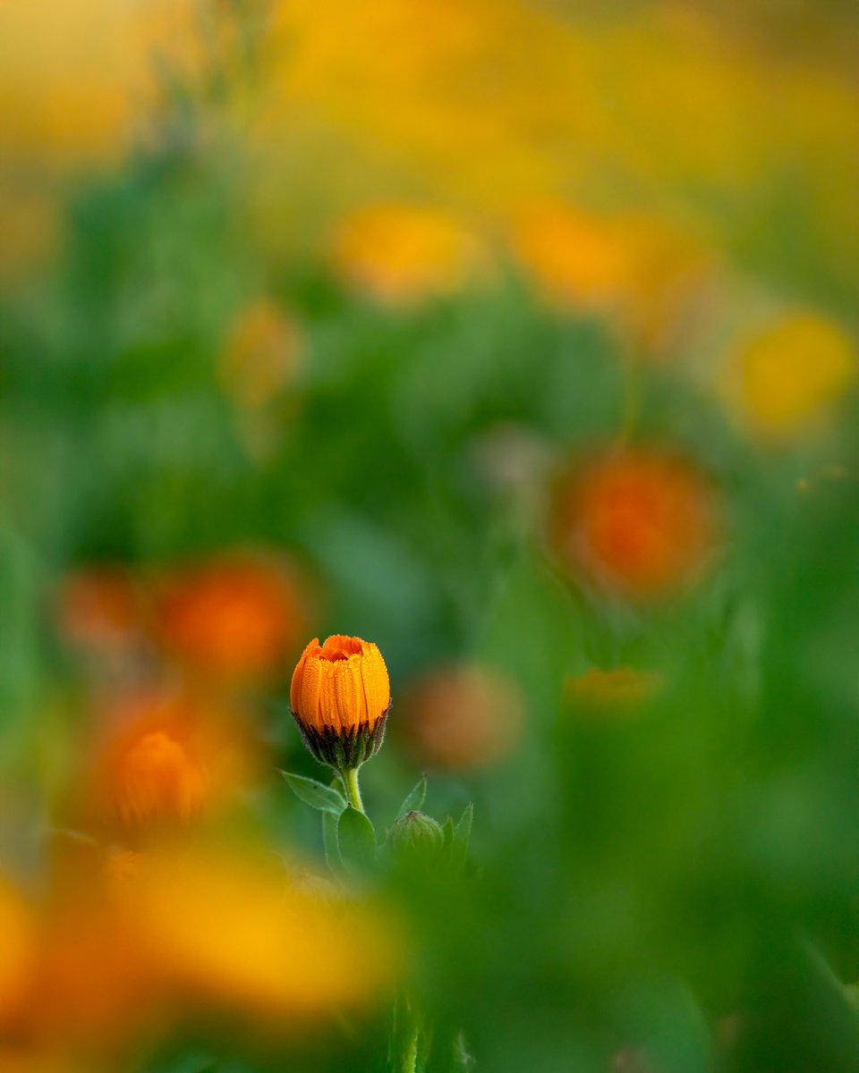 ViewFromShikhar's tweet photo. A little blur can make the subject shine.

Theme: Depth of Field.

Drop a photo below. 📷 https://t.co/6rWMVUCA77