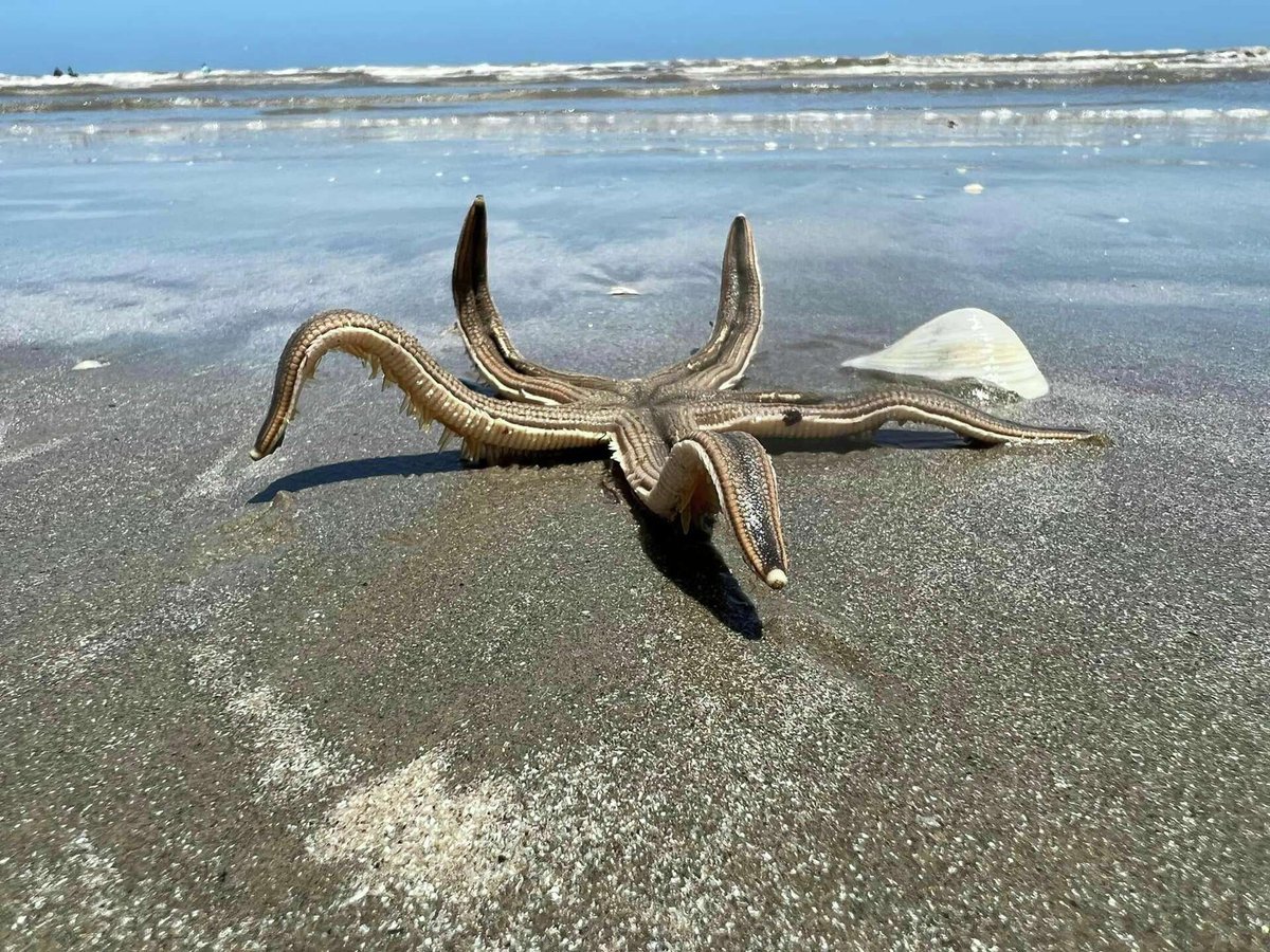 phan_versace's tweet photo. creepy starfish walk
#3wordspoet #starfish https://t.co/nScEyvrAT3