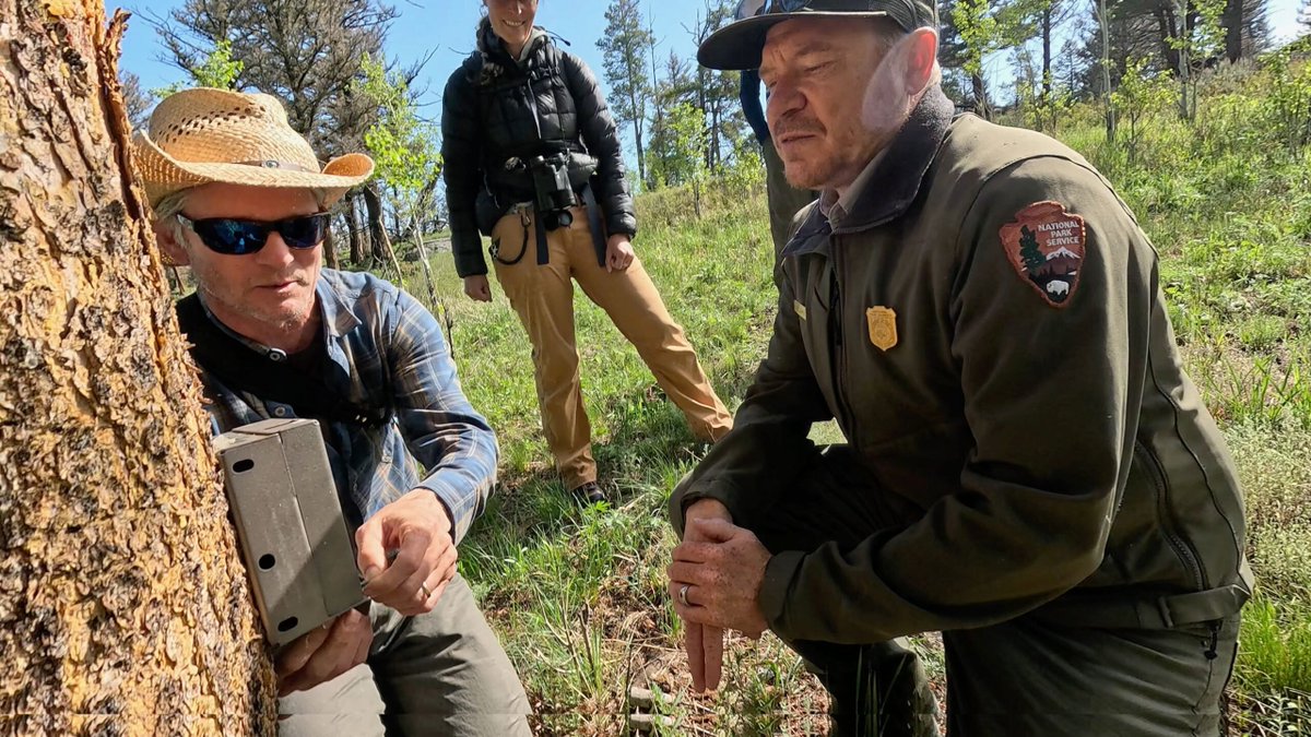 RolandKays's tweet photo. Lewis &amp; Clark wrote of bison so thick "the whole face of the country was covered." Yellowstone's Lamar Valley still looks like that. Thousands of bison, + wolves &amp;  lions. We checked trail cameras to document the recovery &amp; diversity 
https://t.co/QgZYLhPUhD https://t.co/5EJ7dM4K0p