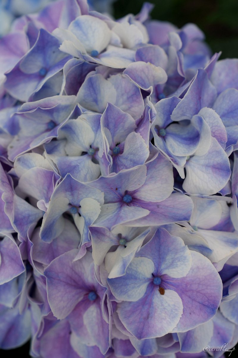 invisible_p's tweet photo. うん。紫陽花 https://t.co/bkZwKTI8xi