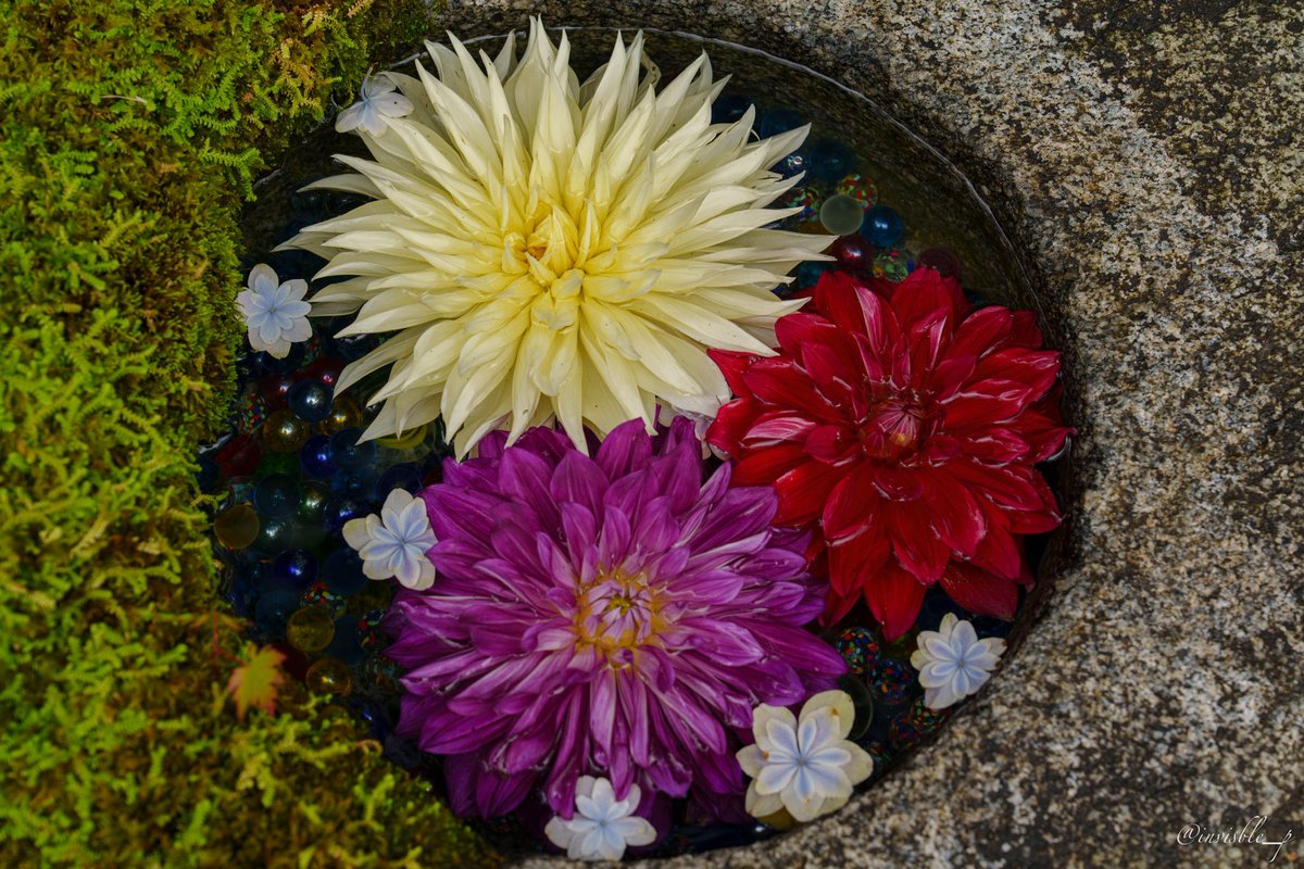 invisible_p's tweet photo. うん。紫陽花 https://t.co/bkZwKTI8xi