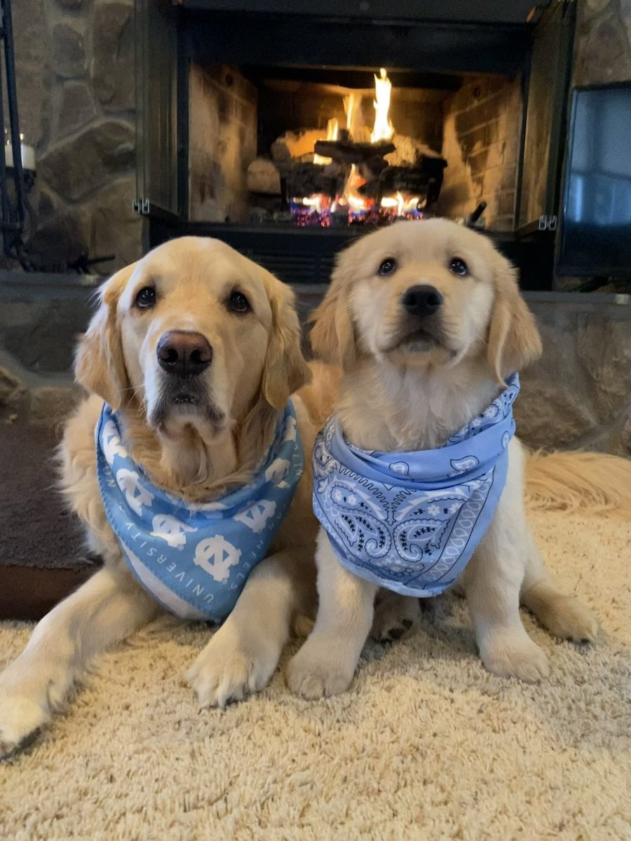 WalterTheGolden's tweet photo. MURRAY MONDAY 
Puppy Edition 
#lessmurraymorewalter
#tarheelnation 
#uncbaseball #goheels https://t.co/5NLnXCVwCU