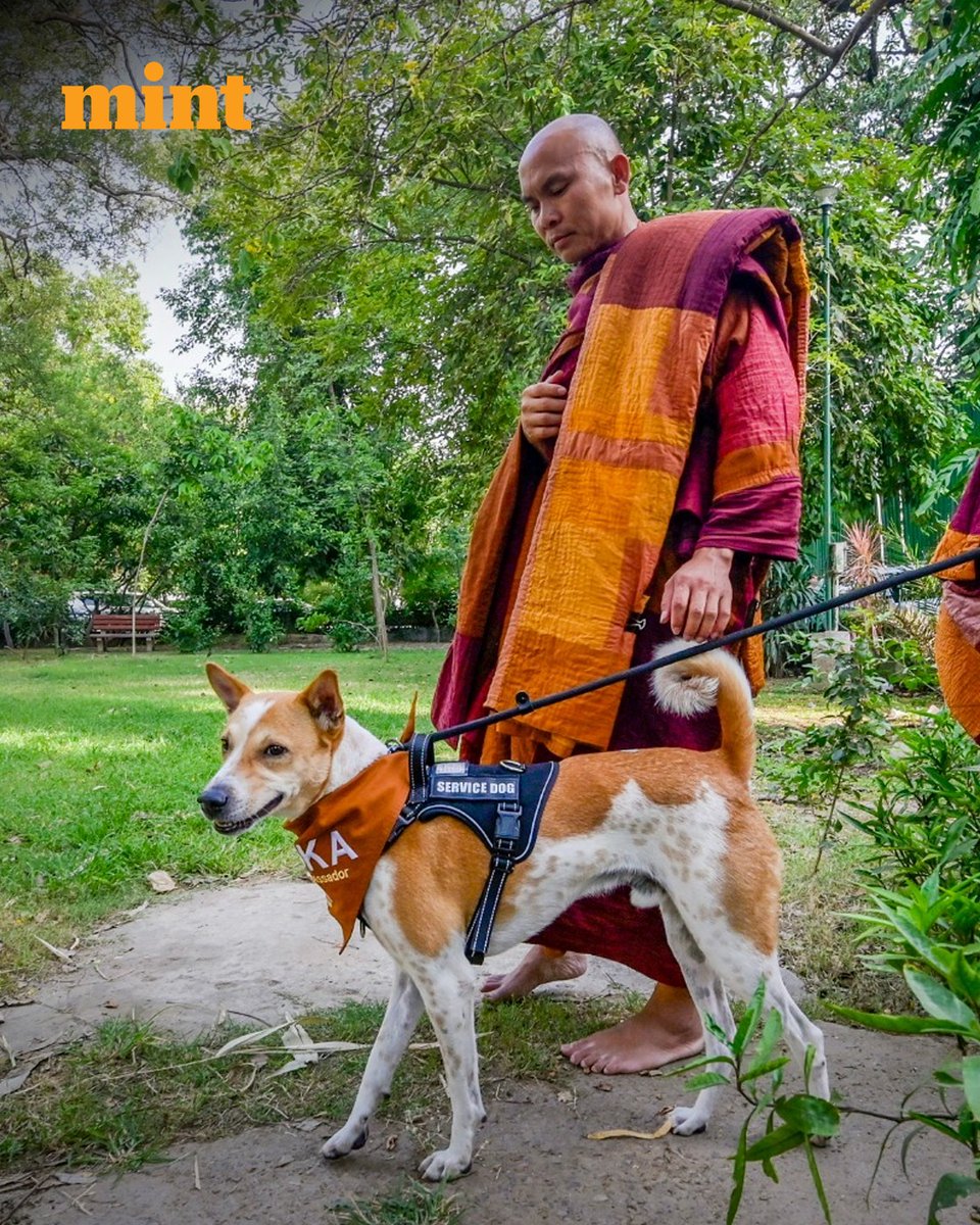 livemint's tweet photo. #InPhotos | Buddhist monks pose with Aloka, also known as “Aloka the Peace Dog,” after meeting Maneka Gandhi in Jor Bagh, New Delhi, India, on Monday, June 8, 2026. 

📸: HT/@rajkraj_ht 

Stay tuned to all the latest news and updates—Download the Mint App! 📲

[walk for peace, stray dogs, travel, animal welfare]