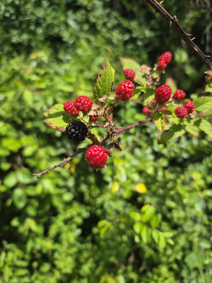 matteldeathtrap's tweet photo. @InTheCoolZone Nice haul. But you must embrace wild DEI-berries https://t.co/ElaJPIkEnY