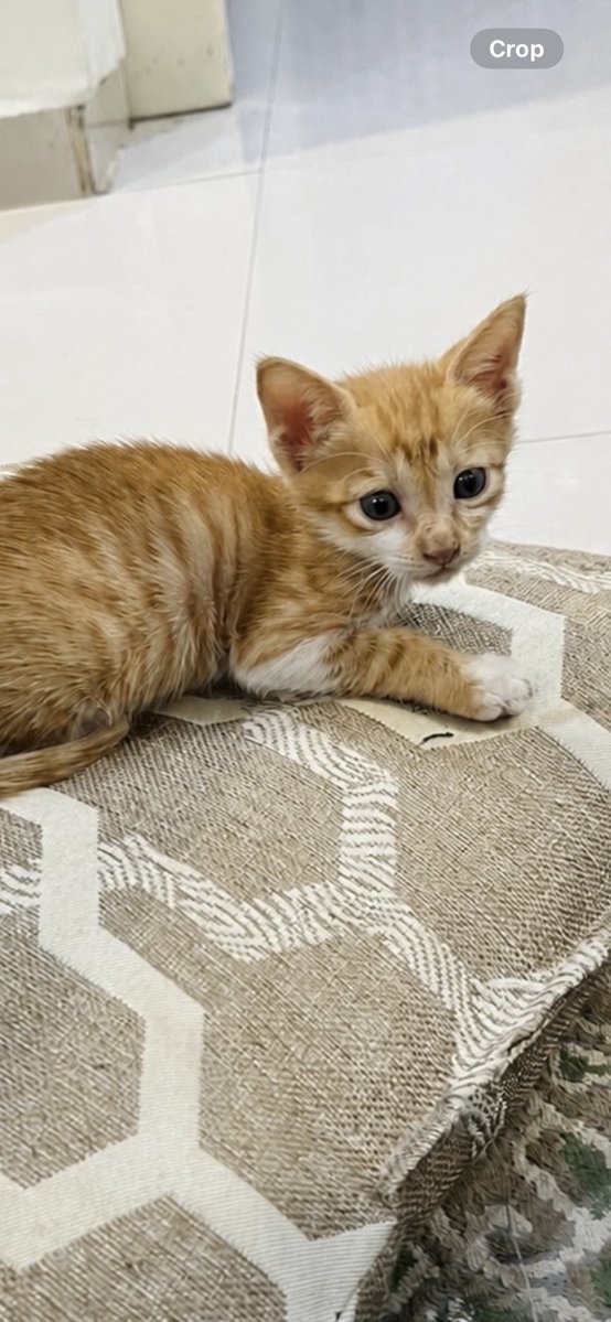 lullwah180's tweet photo. الرياض/ قط صغير منقذ للتبني بعد ما حصلت امه ميته بالشارع💔اصحاب القلوب الرحيمه نطلب احد يحتضنه ويعوضه لان اللي منقذته ما تقدر تتبناه ولا تفهم بالقطط🥺❤️ساعدونا نوصل للمتبني @soundsoul396 @smaljohani @Animal_rescue0 @cats2017_  @CatsCrazyLover @aad_fs @TbnaaCats #قطط_للتبني https://t.co/qPOVZsvhqw