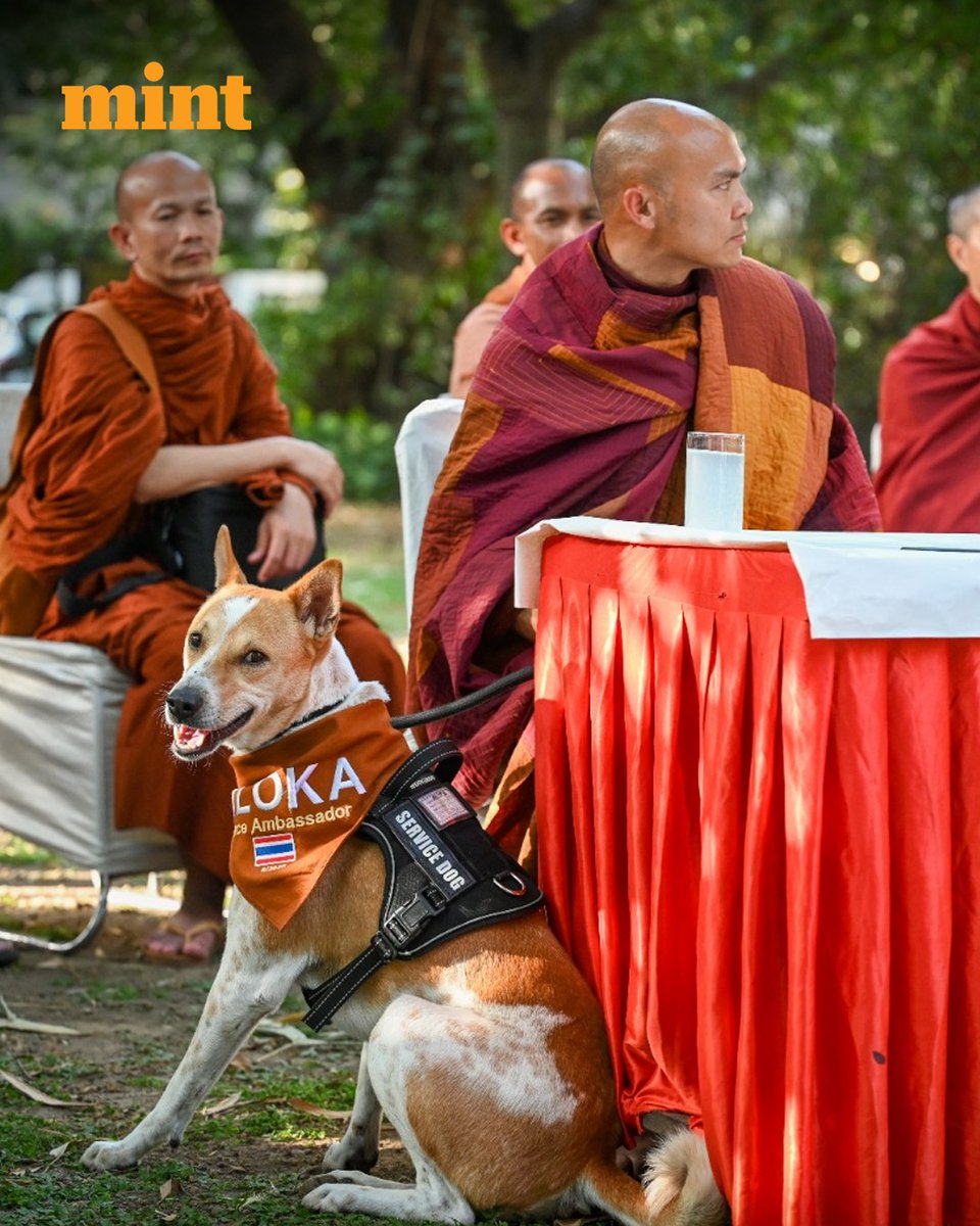 livemint's tweet photo. #InPhotos | Buddhist monks pose with Aloka, also known as “Aloka the Peace Dog,” after meeting Maneka Gandhi in Jor Bagh, New Delhi, India, on Monday, June 8, 2026. 

📸: HT/@rajkraj_ht 

Stay tuned to all the latest news and updates—Download the Mint App! 📲

[walk for peace, stray dogs, travel, animal welfare]