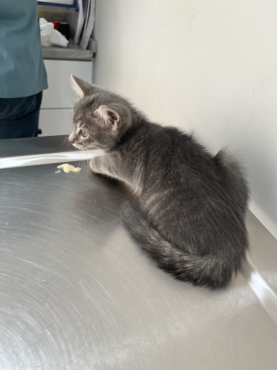 maenadart's tweet photo. for two days, he cried.

we found him hiding inside a car engine after being chased away by larger cats.

when i left, he followed.

until he finds a home of his own, he will be our guest.

tonight, he has food, water, and a safe place to sleep. https://t.co/Aq1I3gZllD