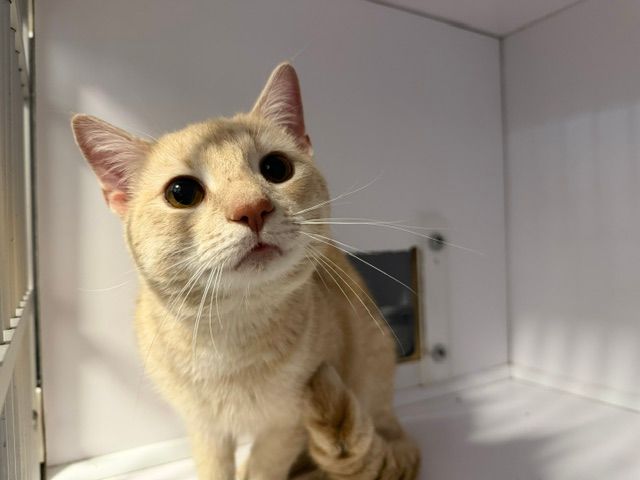 TownofCBS's tweet photo. FOUND:

This male cat was found on Legion Road. If you believe you are the owner, please contact Humane Services at 709-834-6552. https://t.co/hEi5VRuBQU