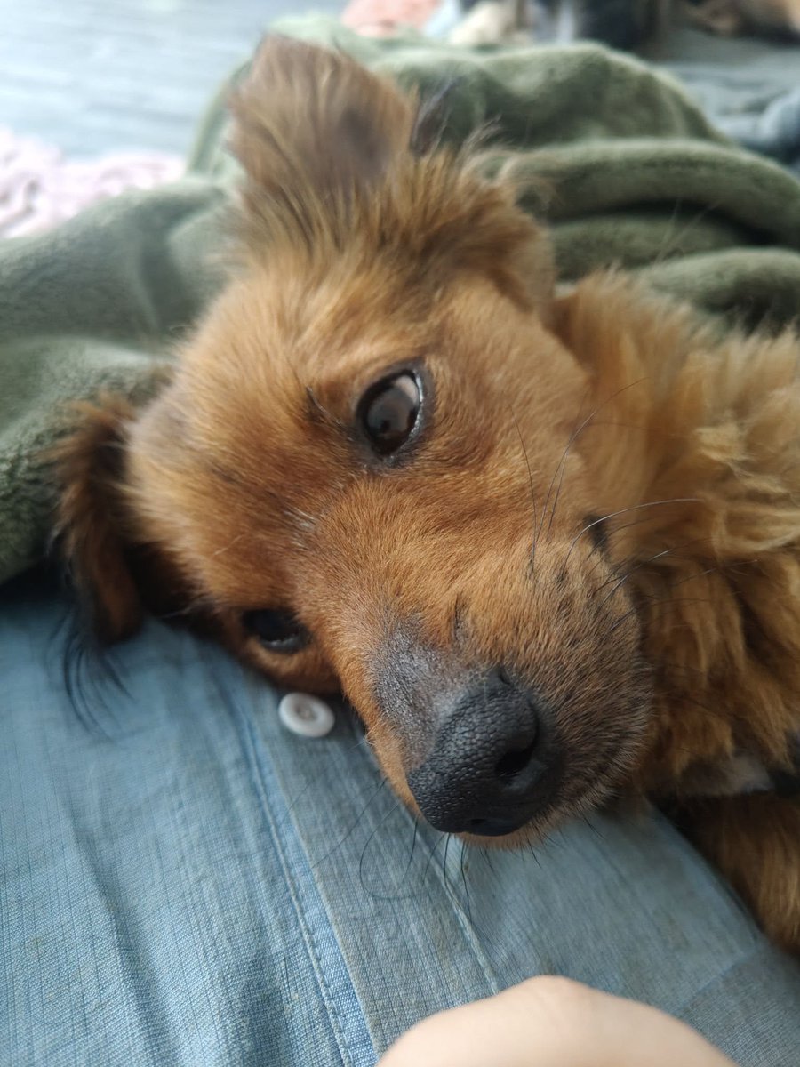 RobwalkaW's tweet photo. Ojojek ma 2 latka-jest malutki i waży tylko 6 kg
kocha wszystko i wszystkich-chodzi na smyczy ładnie,uwielbia jazdę autem,nie ma lęku separacyjnego,toleruje pieski 
piesek przebywa w Zamościu 
w sprawie adopcji mail-fundacja4paws@gmail.com https://t.co/xdQqrcB6sH