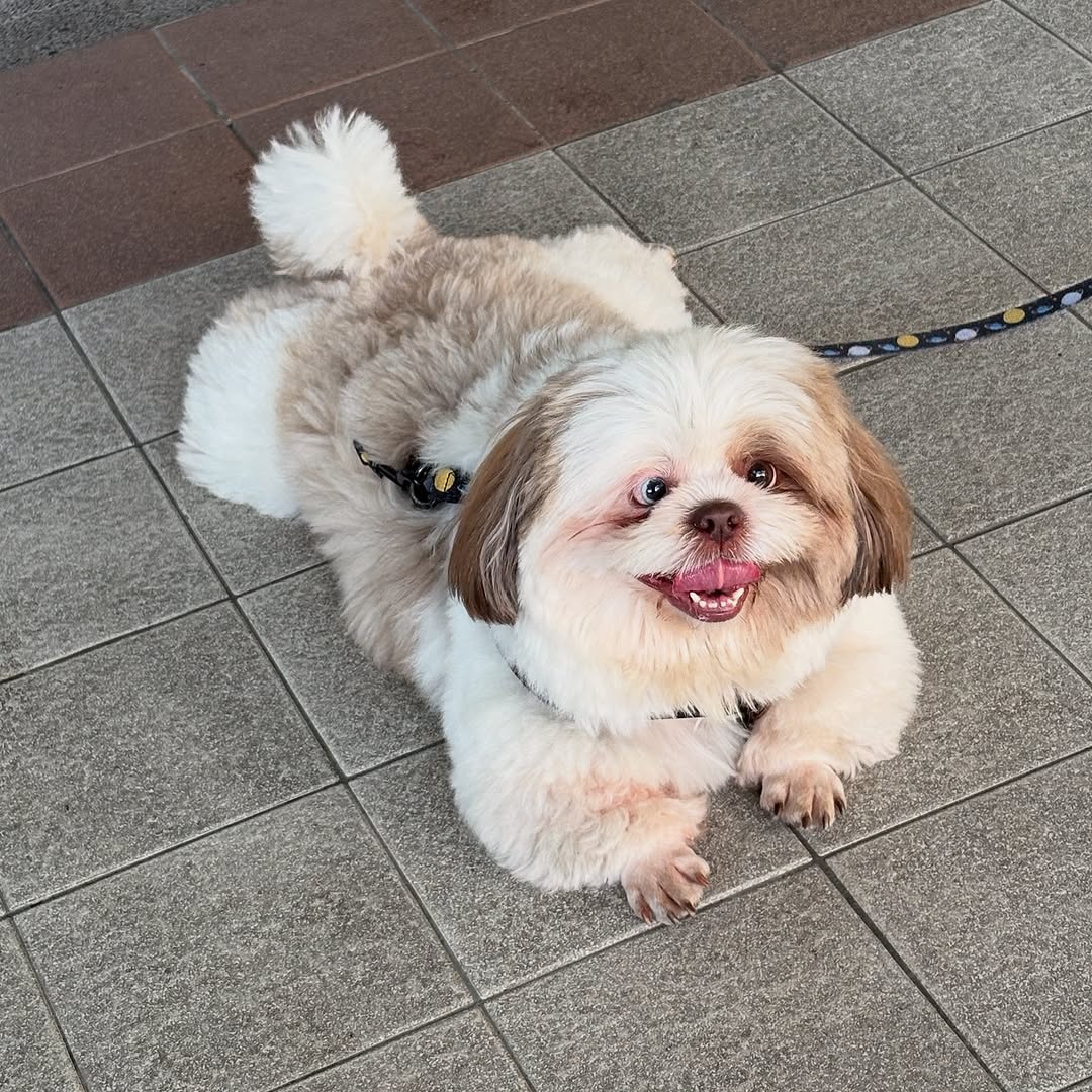 dog_rates's tweet photo. This is Chootie. He looks like a dog, but from one of those 15th century paintings done by someone who had only ever heard about dogs. 12/10 https://t.co/SQUchRbIL0