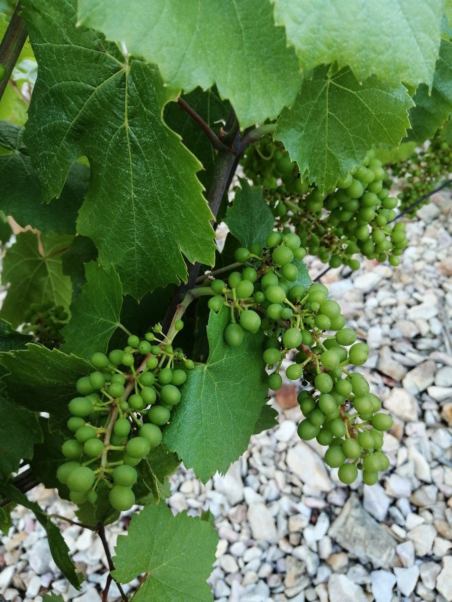 ElisabethLaffay's tweet photo. #365JoursChezDesVignerons
Jour 159

#PointRaisin

Selon les parcelles et/ou les ceps, on en est au stade "Taille d'un plomb" ou "taille d'un pois".
Et les grappes commencent à tourner

#StadePhénologique https://t.co/kg9MtW4A5Z