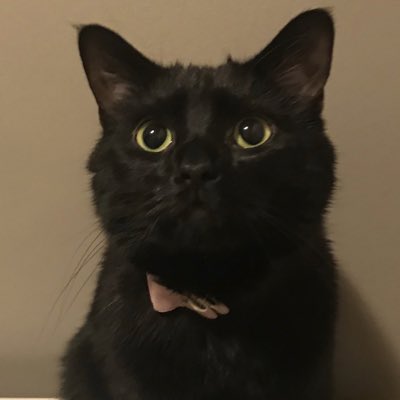 autofillhpx's tweet photo. I just got a pet guys and this is what she looks like #catlover https://t.co/lKOadRtuea