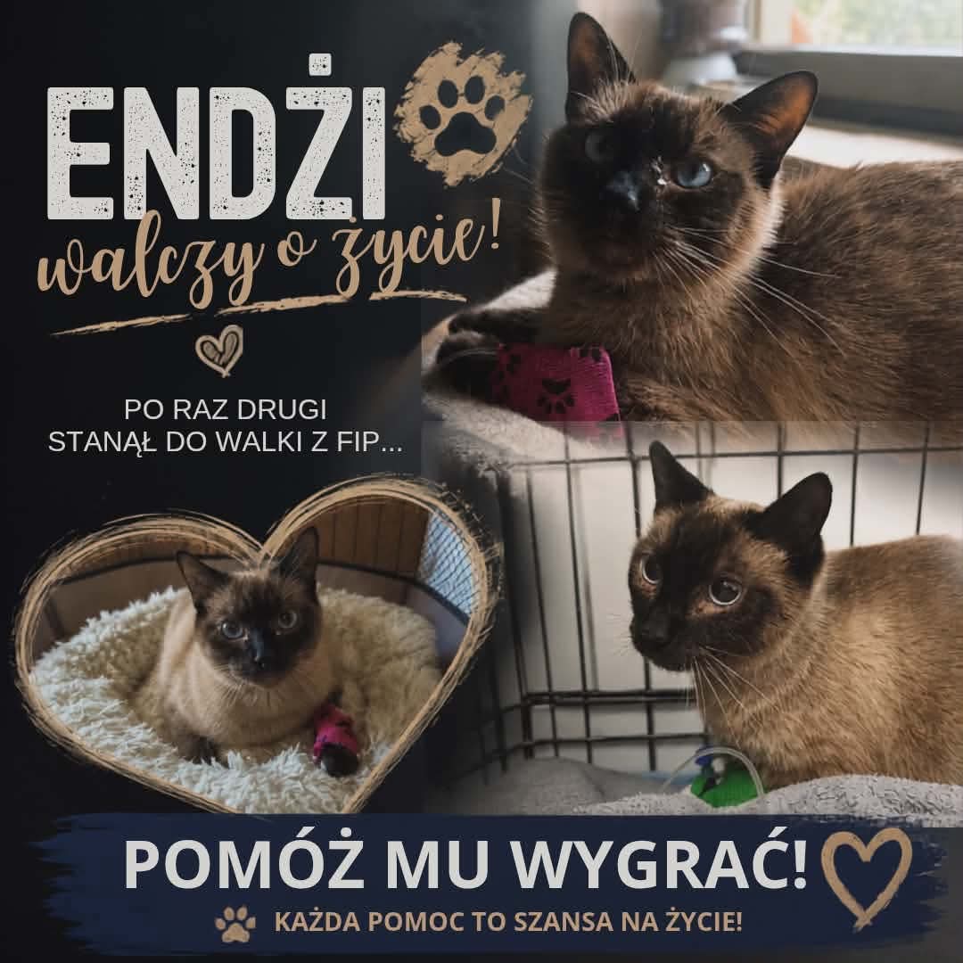 AlicjaZams's tweet photo. Tyle razem przeszliśmy.  Tak wiele walk wygraliśmy 

https://t.co/b16iBn014d

@elkachomik @bogdan_tarnacki @KatarzynaTatur @jigsaw8999 @ChanandrelBong @IKrzystyniak @arsta84 @Annakhjjjhgbbv2 @Wiesaw029 @mariuszgnat  @Jan_Dudziak @rudnicki1529 @DrewsMaja  @Magorza84618961 https://t.co/t2EBEyvx75