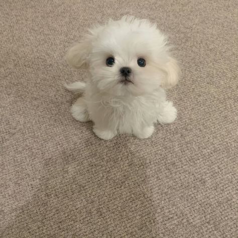 PBB1UE's tweet photo. @mid_8n 피비는이미수영을하.하은대 https://t.co/FJkoOzr037