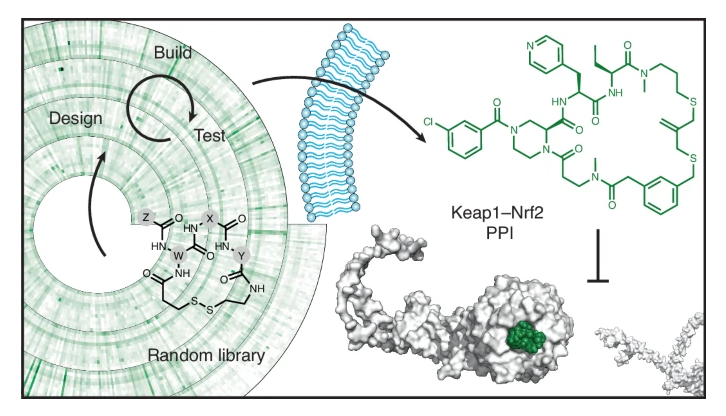 nchembio's tweet photo. Generation of membrane-permeable cyclic peptides inhibiting protein-protein interaction

https://t.co/yFPApF9p8S https://t.co/NVoZZnNypx