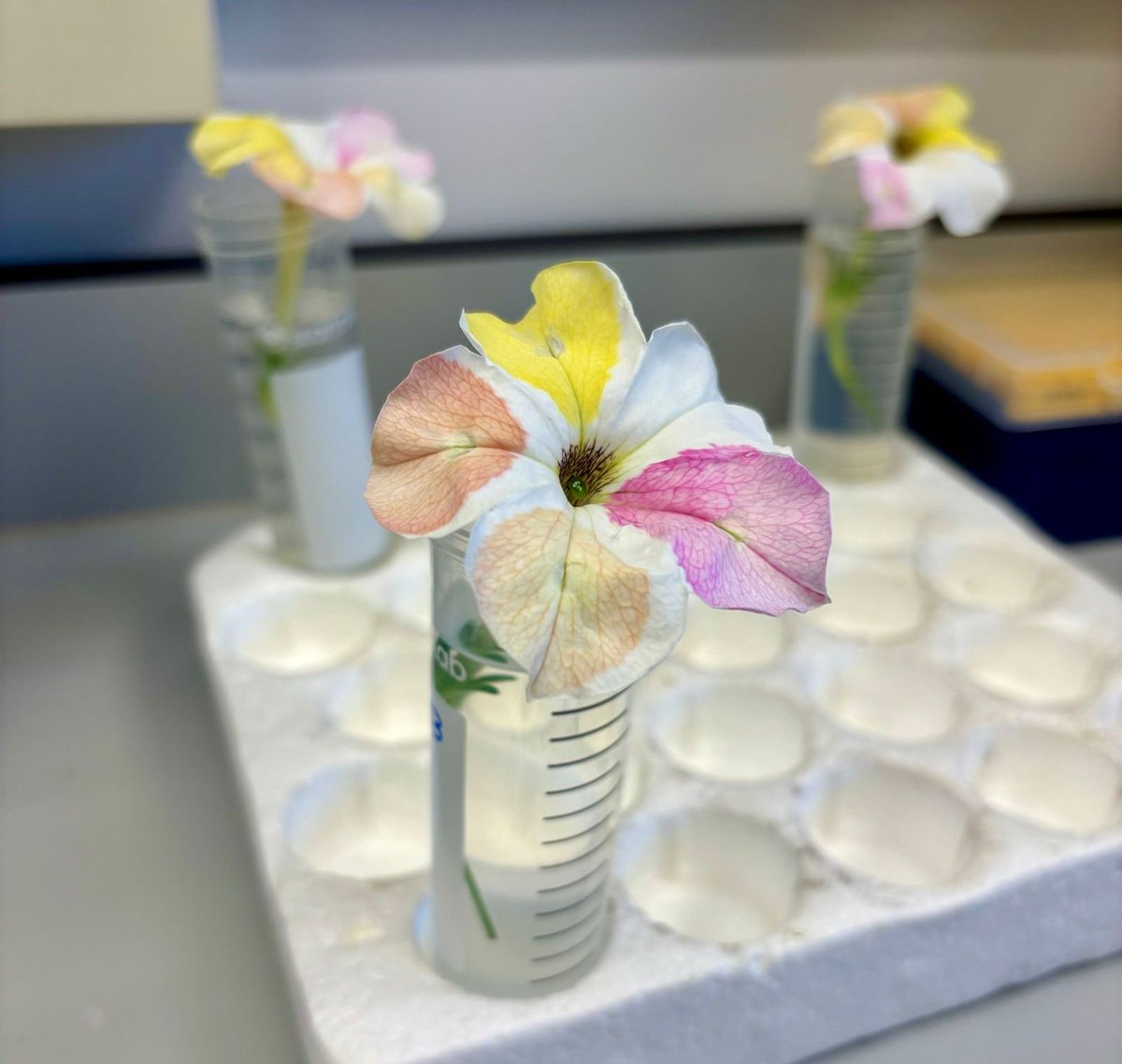 NickDesnoyer's tweet photo. Plasmids are golden-gate compatible and make great reporters &amp; teaching tools 🧬✨ https://t.co/9AjBYFhYzo