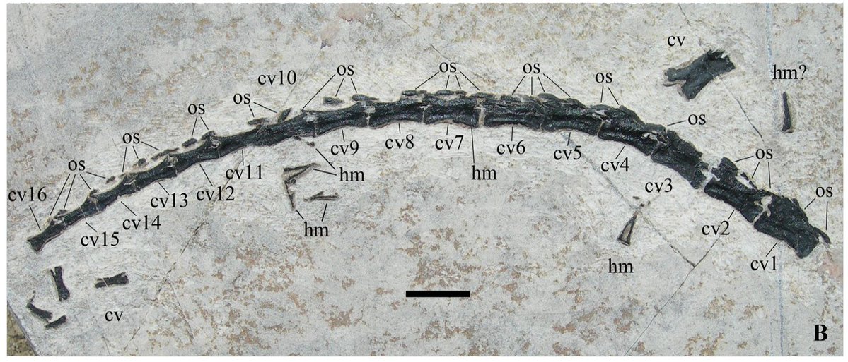 NatSciChannel's tweet photo. 🚨NEW STUDY DROP🚨

New poposauroid from the marine Carnian-aged Partnach Formation near Jadersdorf, Gailtal Alps, Austria is named, Carinthiasuchus kandutschi, based on some skull pieces, osteoderms, and tail vertebrae. https://t.co/2Q24Cs4jkO