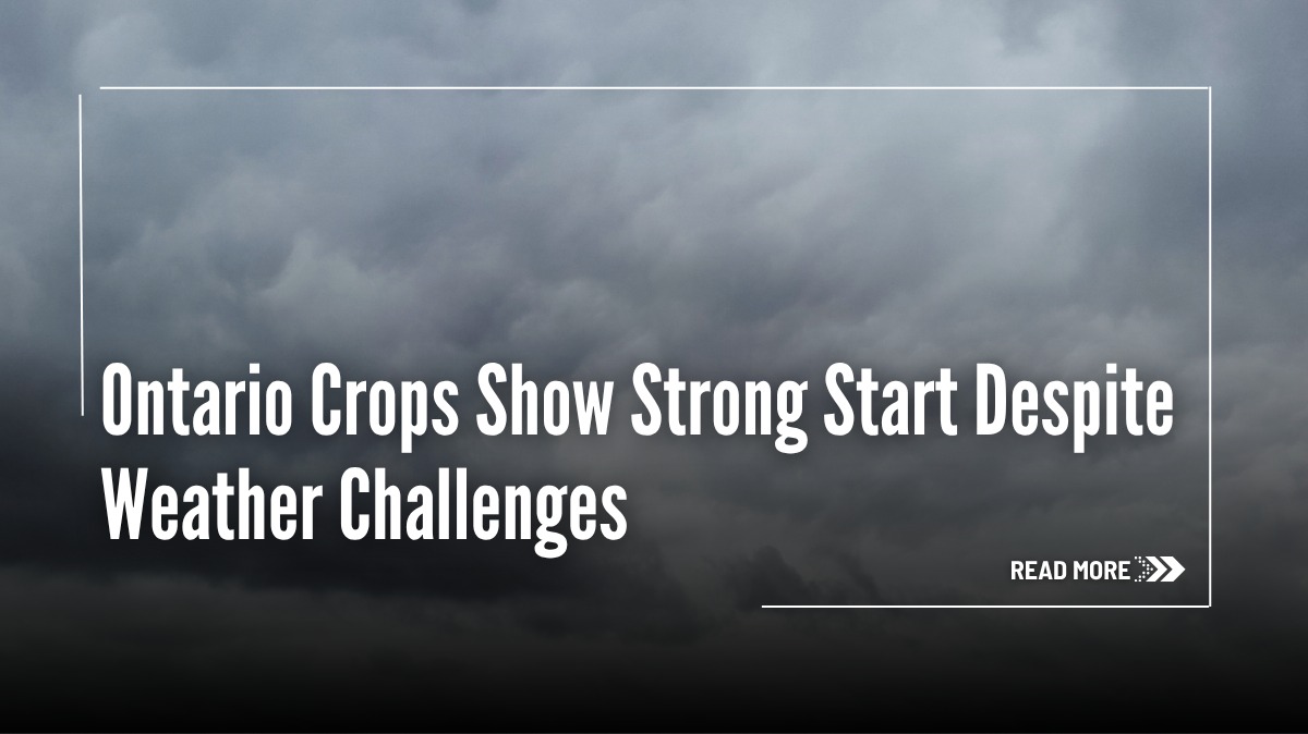 OntAg's tweet photo. Wheat faces rising pressure...

Corn planting is nearly complete across most regions, with estimates ranging from about 95 percent to almost fully planted, while wheat continues to struggle.

Details on the mixed start to the growing season in Ontario ⬇️

#OntAg