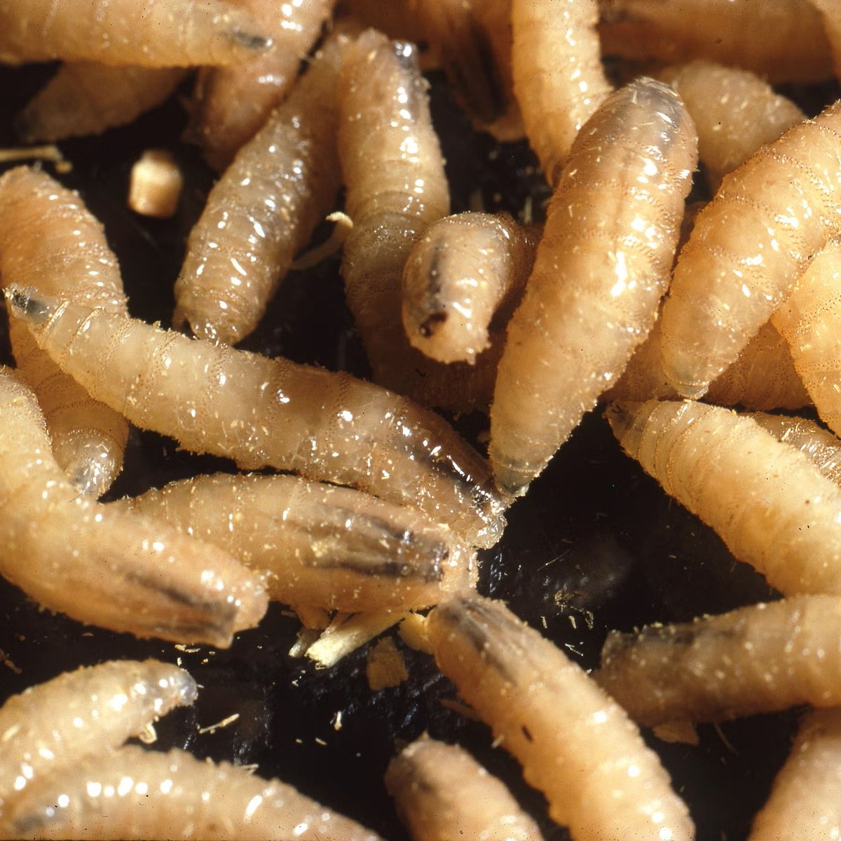 HQNewsNow's tweet photo. Two New World Screwworm cases have been confirmed in Texas, infecting both a calf and a dog.

This comes after the Trump admin slashed funding for programs responsible for monitoring the New World Screwworm. https://t.co/Ma6mGXtfHJ