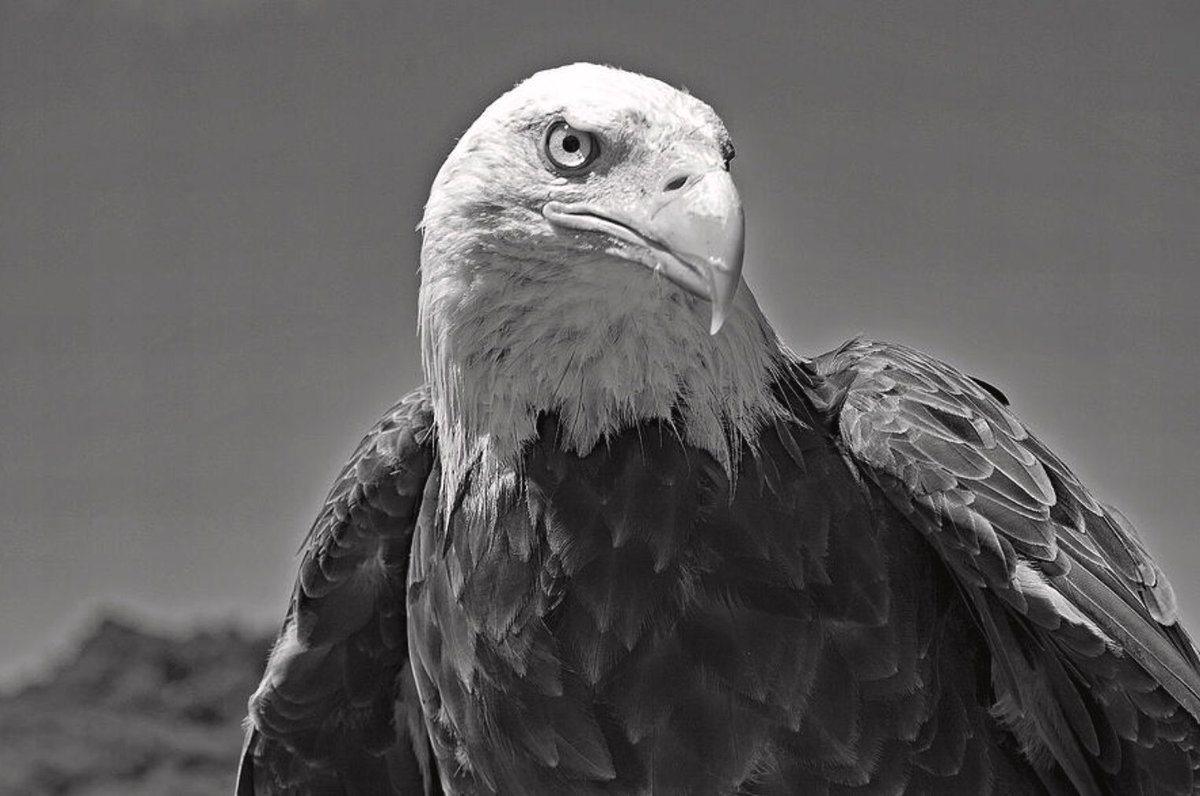 shonna99784's tweet photo. Hit a standstill, but it shows how close we are! We have $1,143 left to raise for my replacement Mac.

That’s just 57 people giving $20, or 114 people giving $10!

Small amounts add up fast &amp; get this wildlife photographer back to healing &amp; creating. 

https://t.co/kDPWVTlFci https://t.co/bTHObMAzWJ