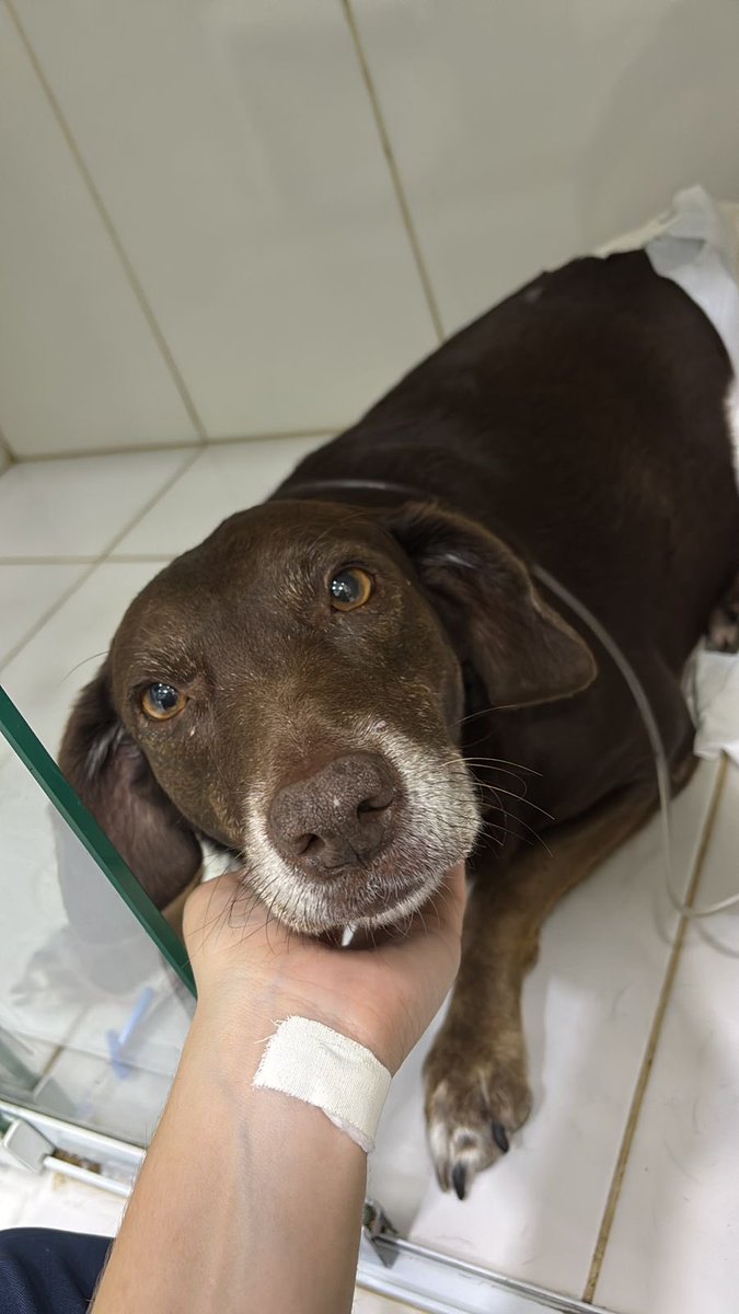 _Nathykaa's tweet photo. AJUDE A CADELA DA MINHA AMIGA

To em subathon e todo dinheiro arrecadado hoje vai pra essa cadelinha linda que infelizmente ta com gastroenterite severa. AJUDEM O MAXIMO QUE DER. Tmj é noix 💛 https://t.co/PJMWl0aqMZ