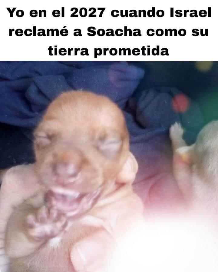 nacional_memes tweet picture