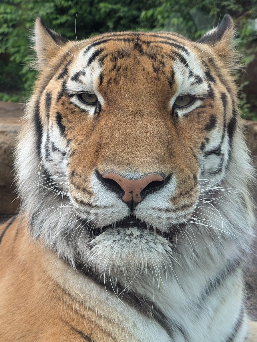 botto_nosuke's tweet photo. 履歴書とかの証明写真みたいにキリッとしてる
#令　くん💕
#アムールトラ https://t.co/yv9F8DCWye