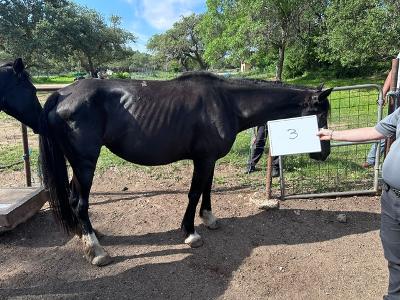 JaieAvila's tweet photo. 23 neglected horses have been removed from a property in Bulverde, TX following an animal cruelty investigation by Comal County. Donations for the horses care can be directed to the Texas Livestock Protection Association or the American Humane Society. https://t.co/CqS3wrW9JL