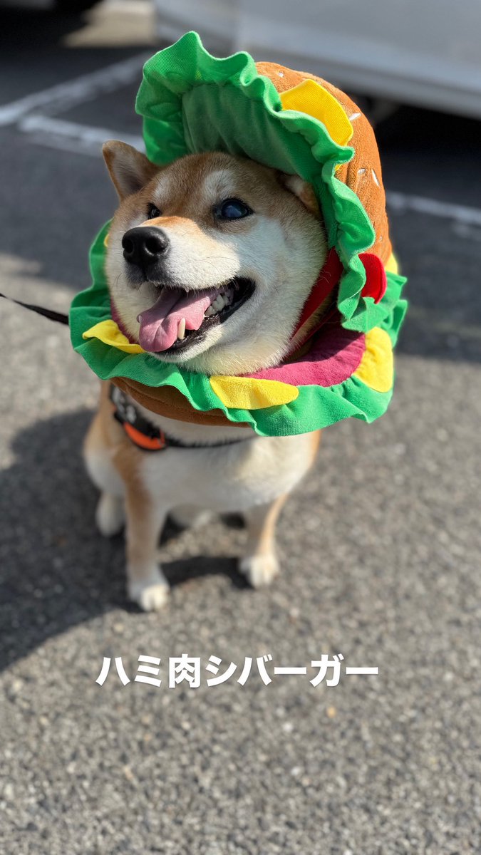 9roshibamaru's tweet photo. しばーがー
実はWバーガー🍔🍔
広島の弟分とおそろないなんだワン🐾 https://t.co/V3mnViJrnu