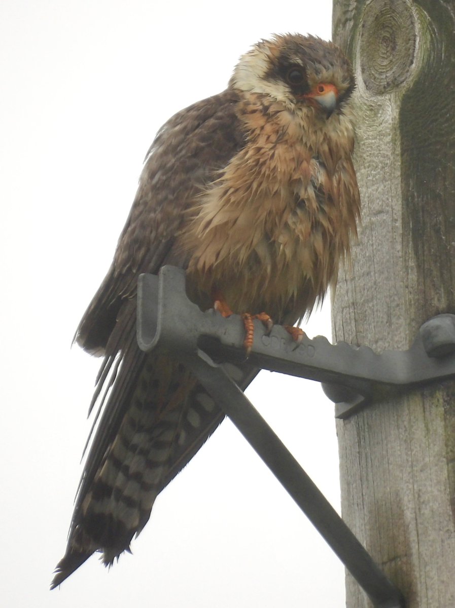 JackTtwitcher's tweet photo. Great to see the showy Red-Footed Falcon in Co. Louth over the weekend. Despite the torrential rain, it still showed down to a few feet. Bonus Glossy Ibis also after https://t.co/bdWYDDmh4y